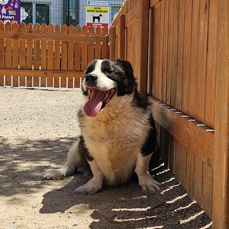 03966835606789929279