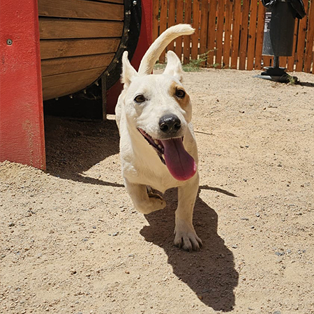 14801768042635872212